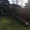 Viele Bäume haben den Sturm nicht überstanden
